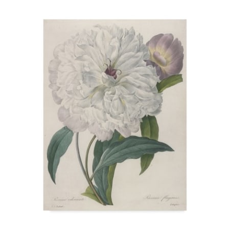 Pierre-Joseph Redoute 'Paeonia Flagrans Peony' Canvas Art,14x19